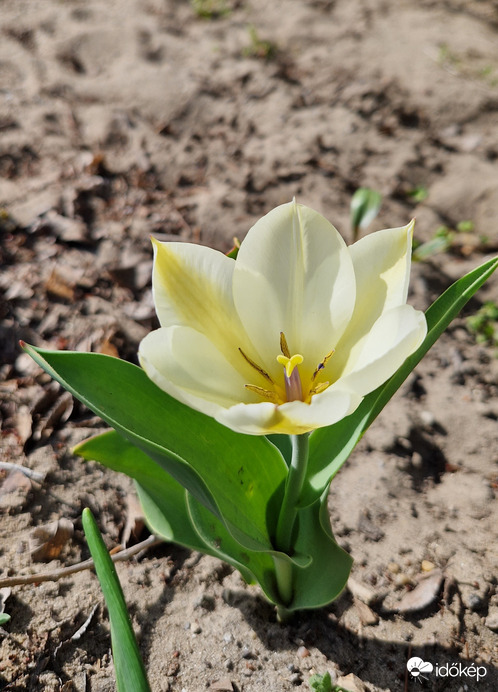 Az első tulipán 