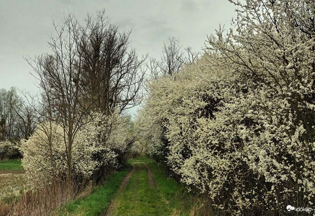 Blooming blossom 