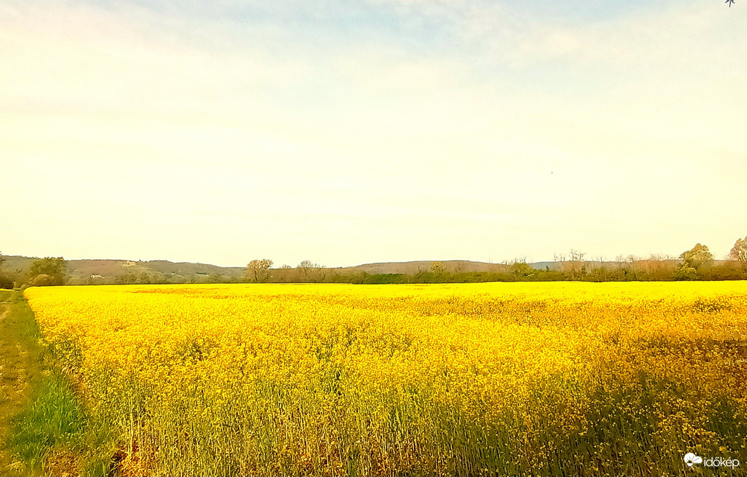 Yellow landscape 