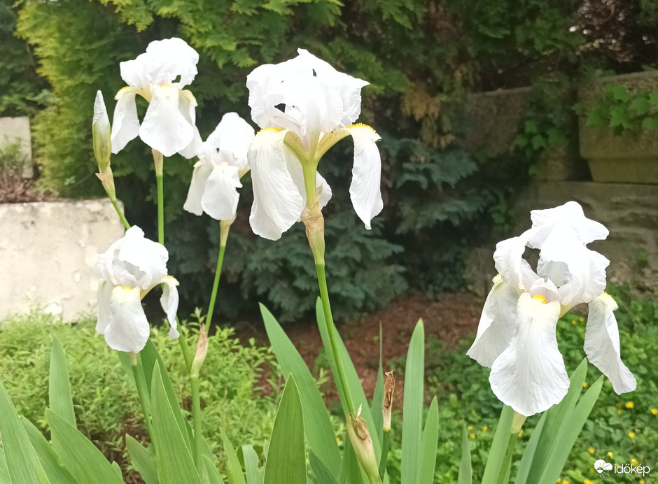 Iris germanica