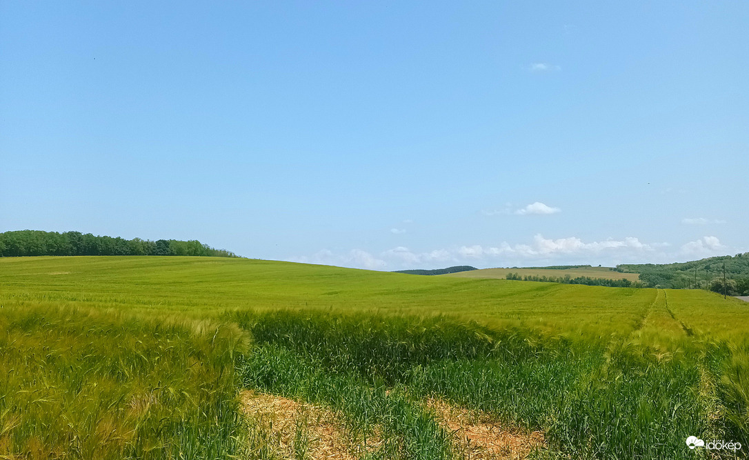 Wheat fields 