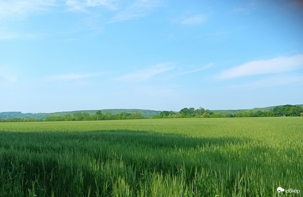 Fields of wheat 