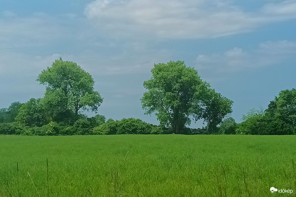 Green fields 