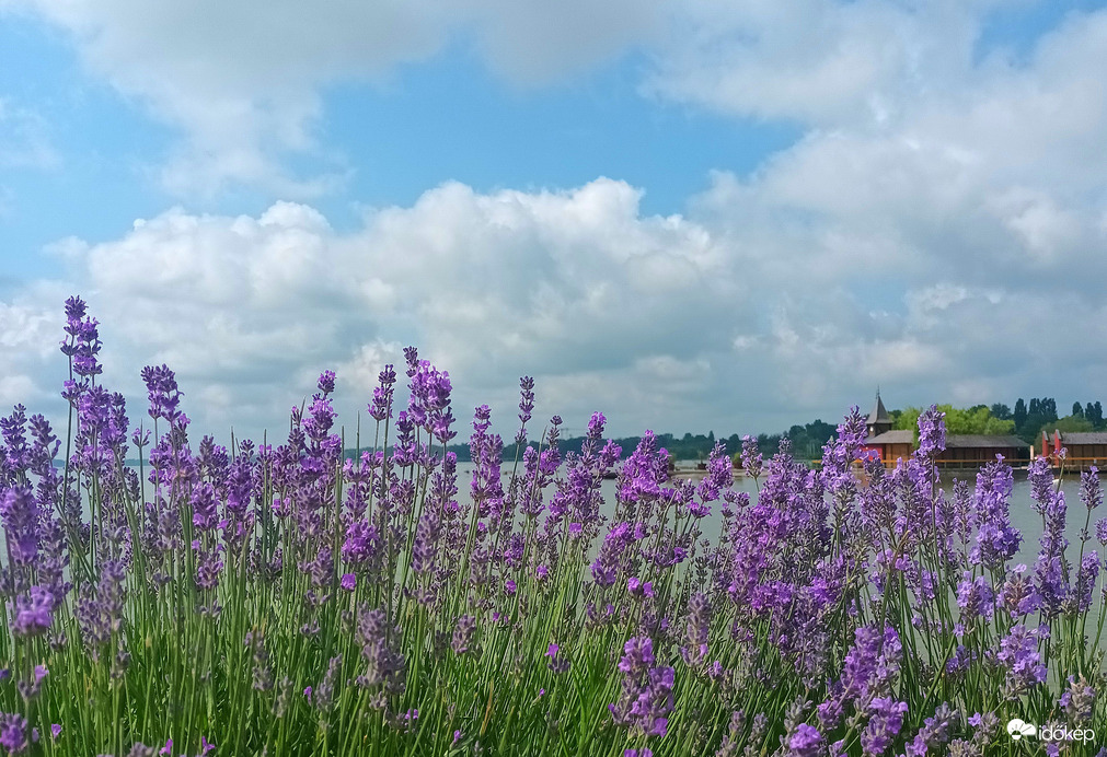 Lavender by the lake 