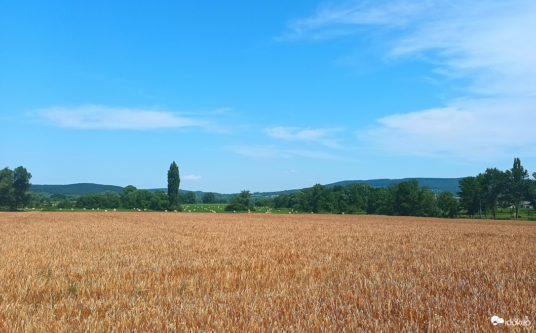 Wheat fields 