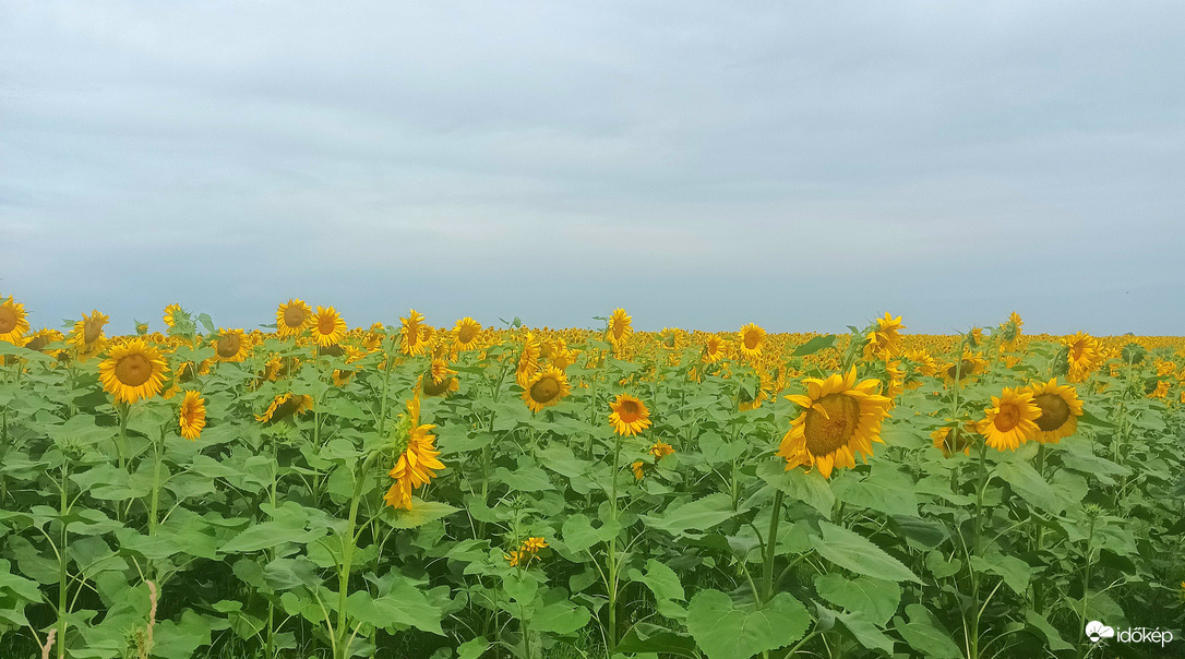 Sunflowers 