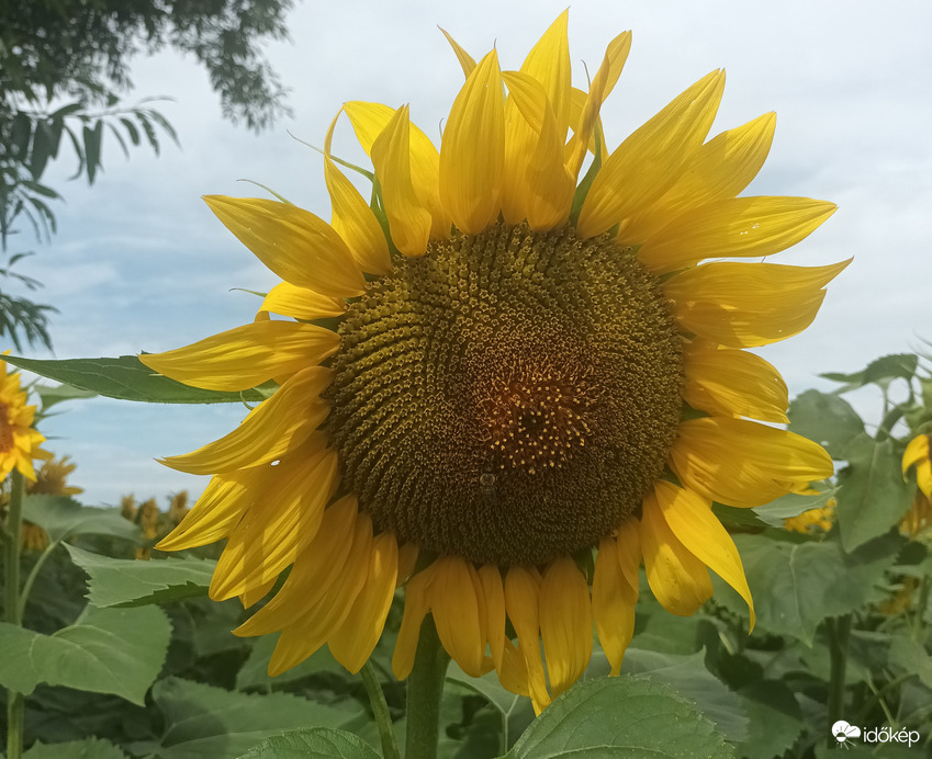 Sun flowers 