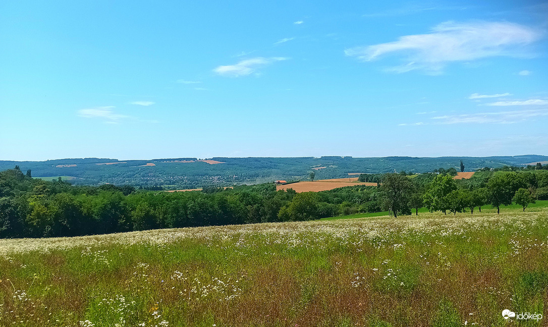 Wild meadow 