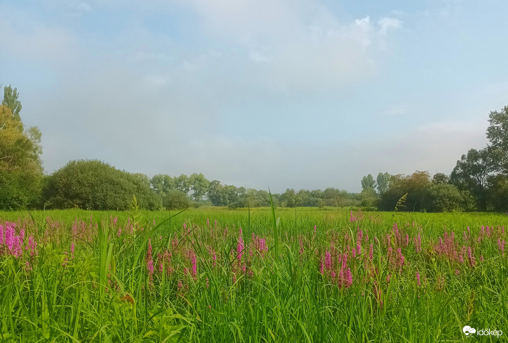 Wild flowers 