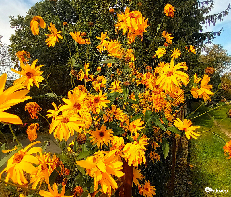 Late blooms 