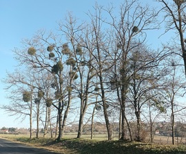 Trees of mistletoe 