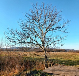 Lone tree 