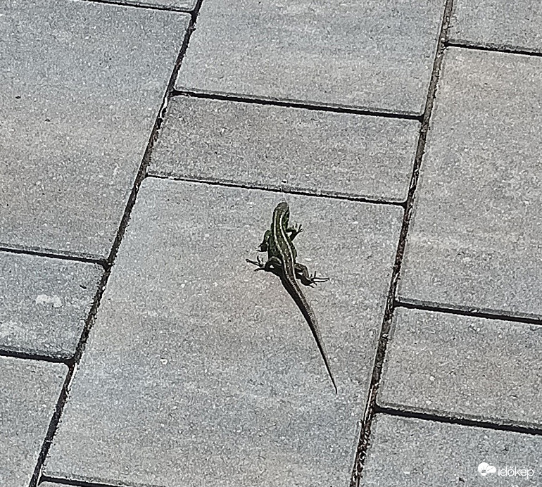 The lizard enjoying the sun 