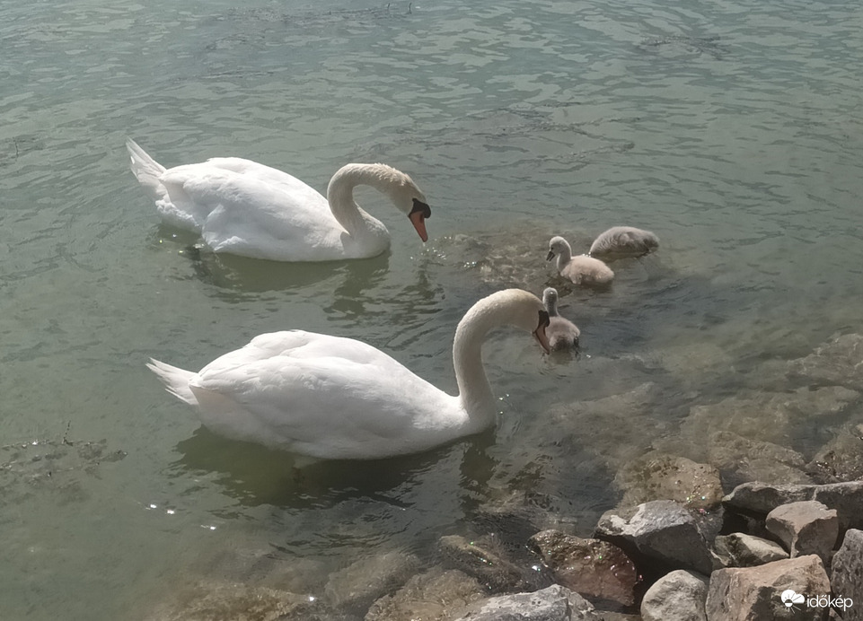 The swans and there young 