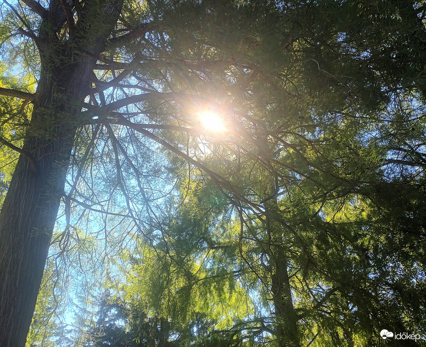 The sun shone through the trees 