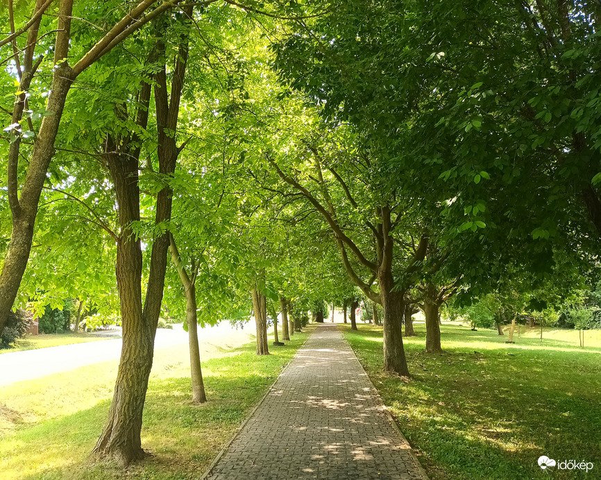 Tree-lined path