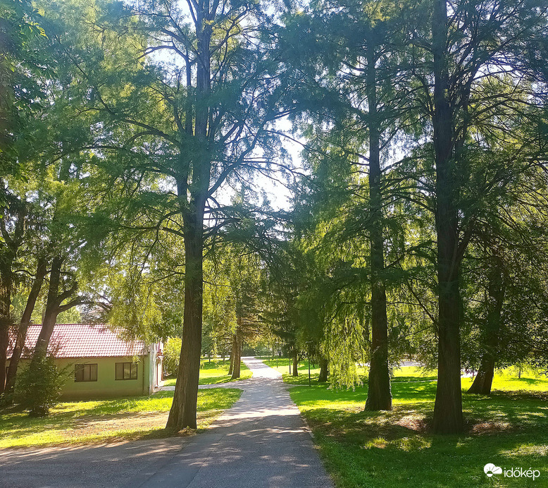 Walk through the forest 