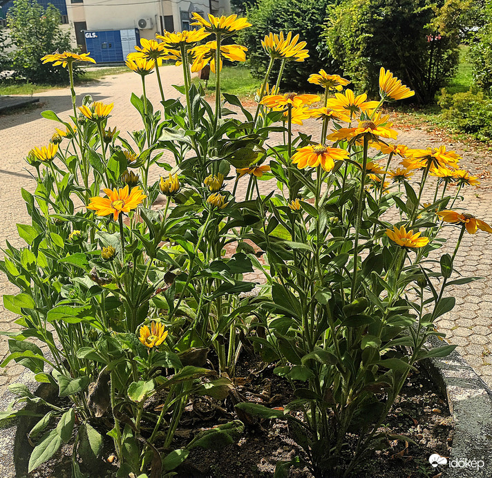 Yellow bush