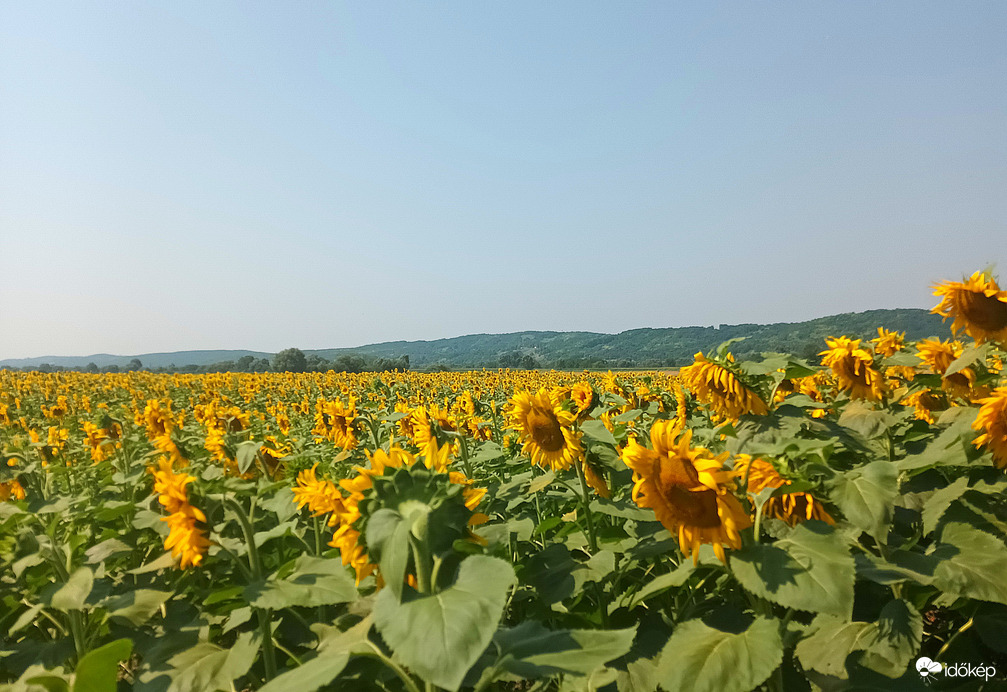 Sunflowers 