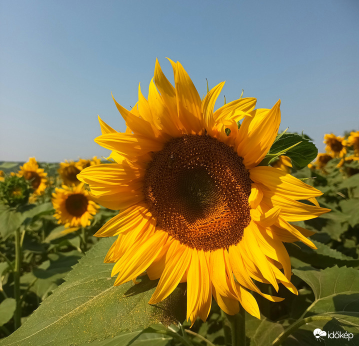 Sunflower head 