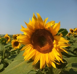 Sunflower head 