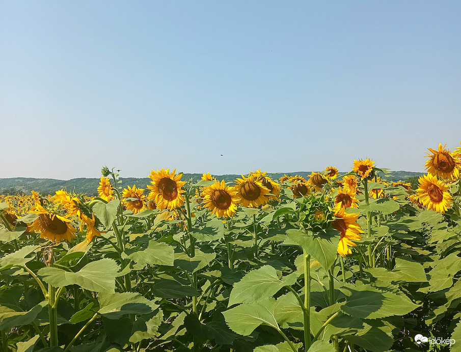 The sunflowers shone today 