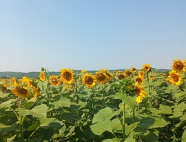 The sunflowers shone today 
