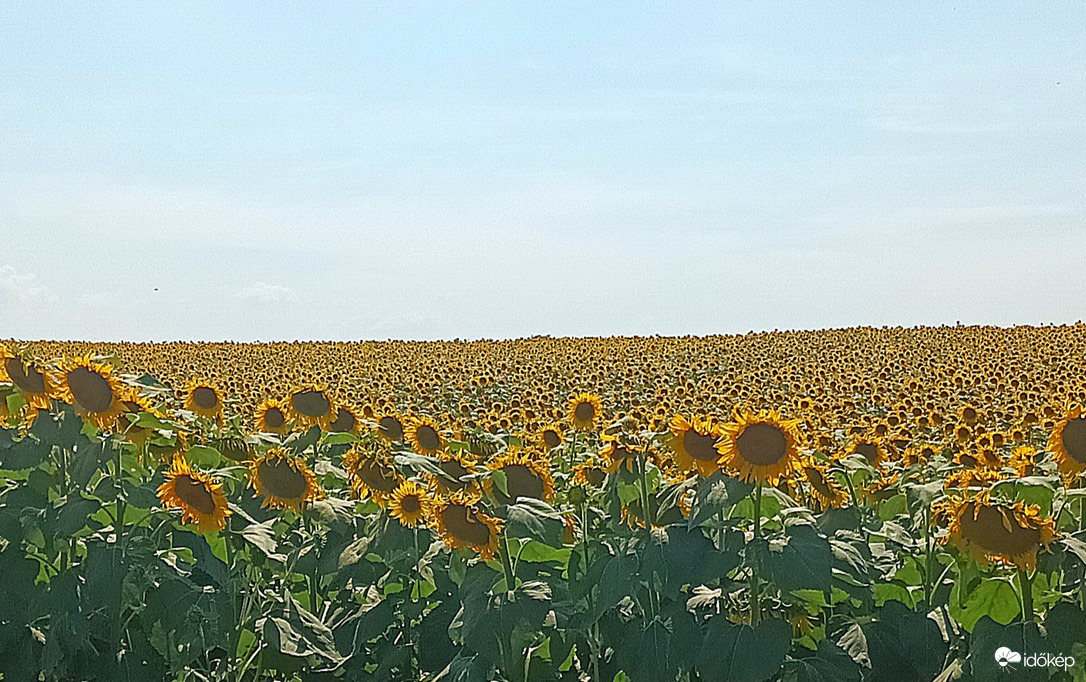 The sunflowers shone 