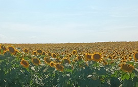 The sunflowers shone 