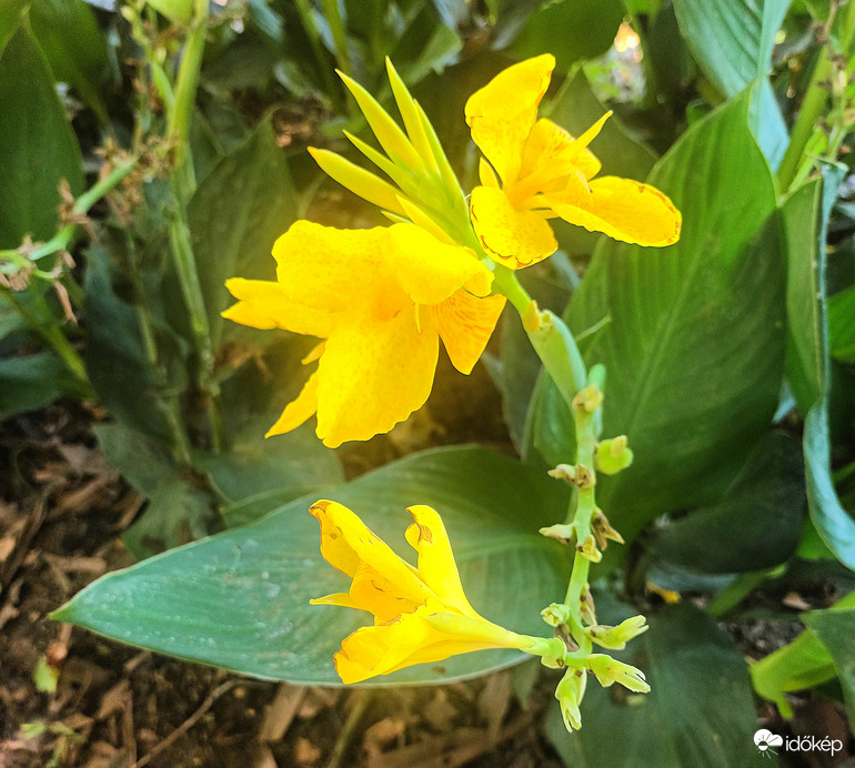 Summer flower