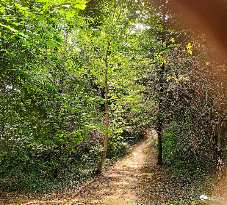 Walk in the woods 