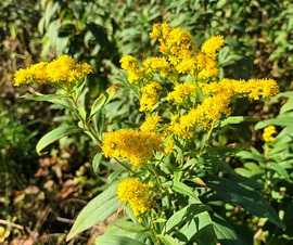 Yellow fern 