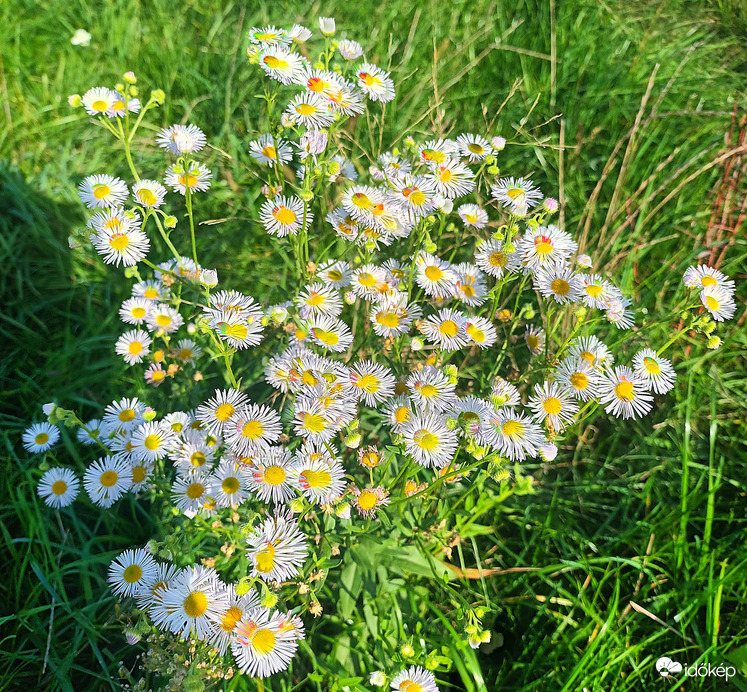 Daisy mass