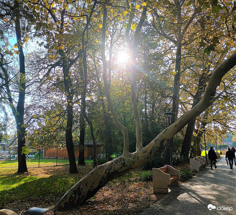 Leaves were falling 