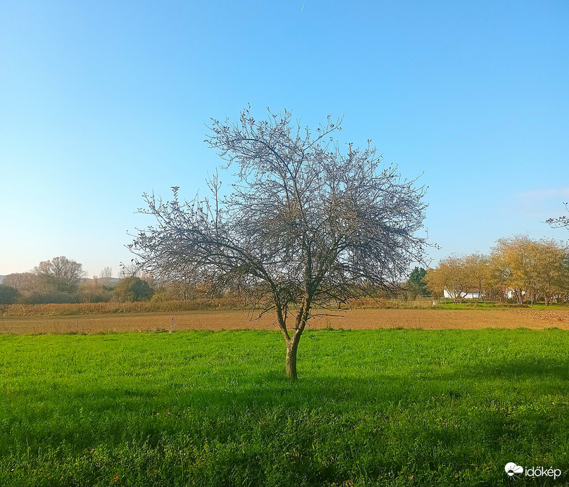 Lone tree