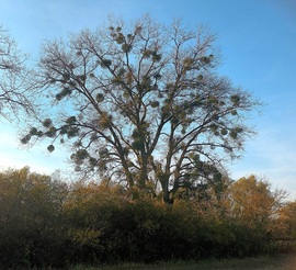 A mass of mistletoe 