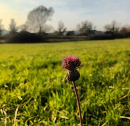 Flower head