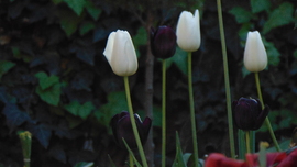 Fekete és fehér tulipánok
