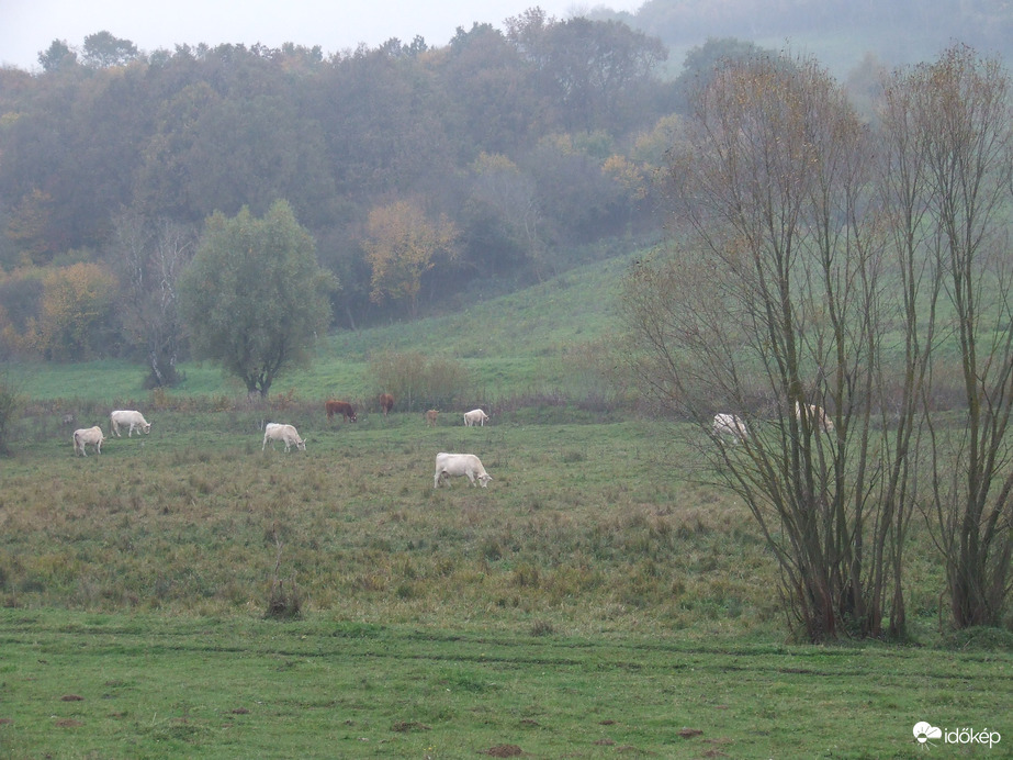 Ködös legelő 