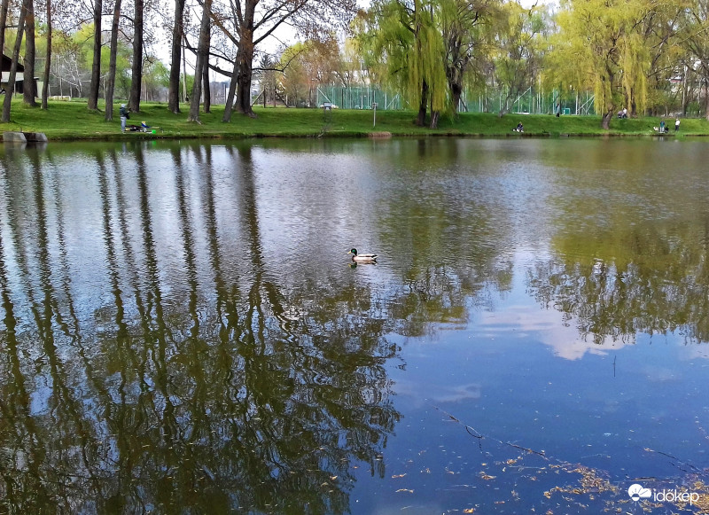 Egy szem kacsa úszkál... :) (Ibolya-tó)