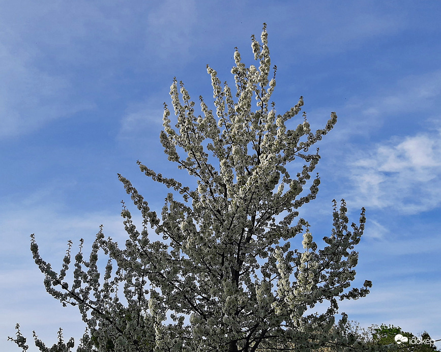 Cseresznyefa dús virágzattal, a kék ég alatt :)