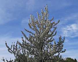 Cseresznyefa dús virágzattal, a kék ég alatt :)