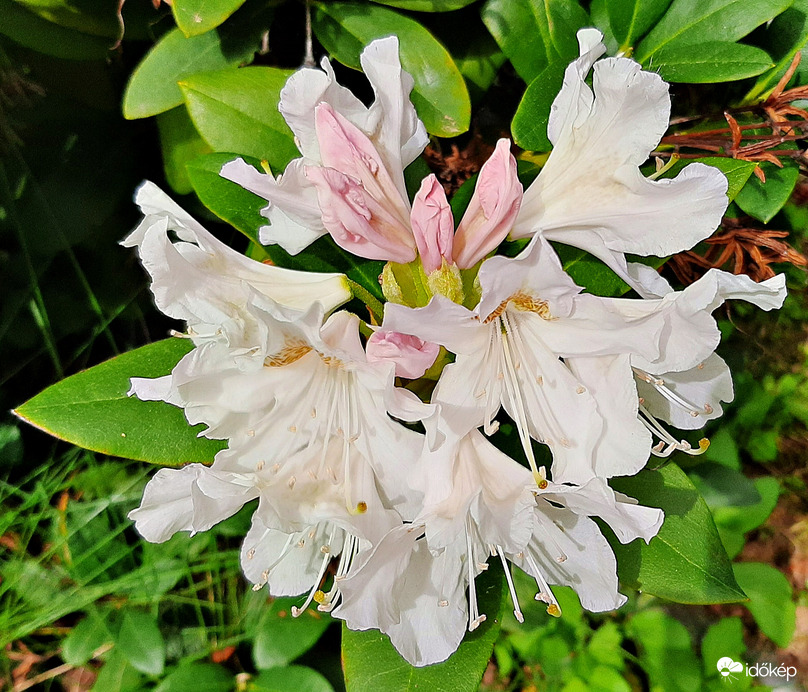 Rhododendron bátyám kertjében :)