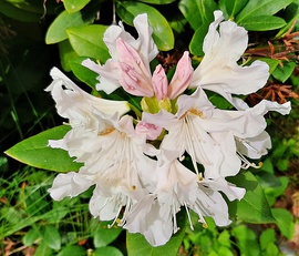 Rhododendron bátyám kertjében :)
