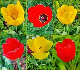 Tulipán gyűjtemény :)