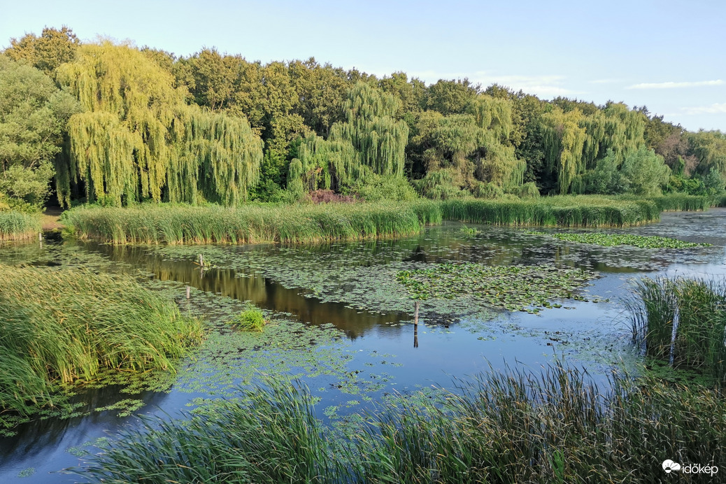 A Kis Balaton érintetlen vadvilága a Kányaváti szigetre vivő hídról. 