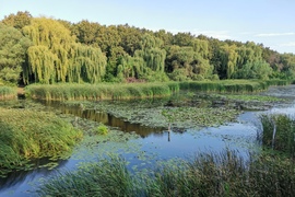 A Kis Balaton érintetlen vadvilága a Kányaváti szigetre vivő hídról. 