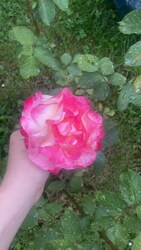 Parfüm Rózsa ❤️
