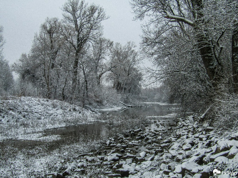 Csallóközaranyos