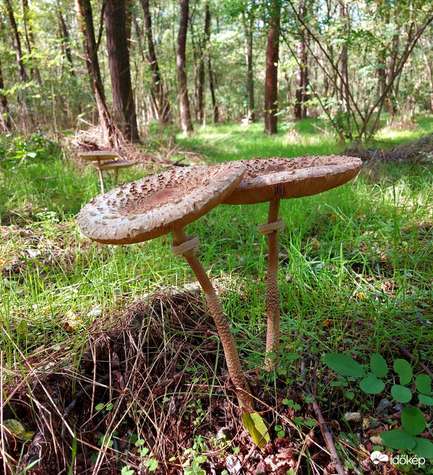 A földi őzlábgomba paradicsom